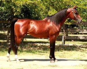 BaskeAflameArabDreamHorseAd