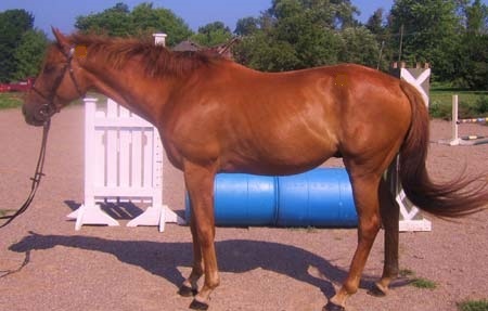 IvanOFTBDreamHorseAd