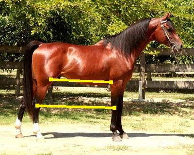 BaskeAflameArabDreamHorseAd-HockStifleMarked