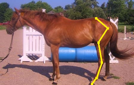 IvanOFTBDreamHorseAd-HindlegMarked