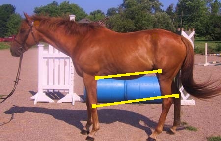 IvanOFTBDreamHorseAd-HockStifleMarked