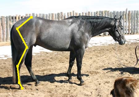 QH4yrDHad-HindlegMarked