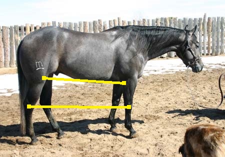 QH4yrDHad-HockStifleMarked