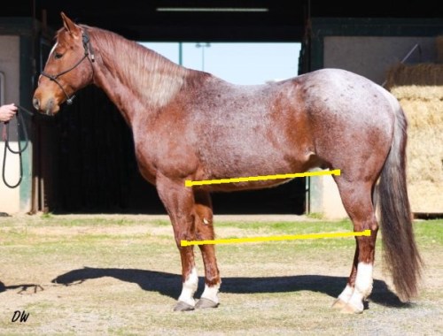 QHGEquineNowAd-HockStifleMarked